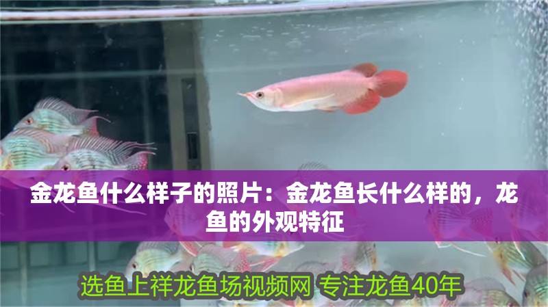 金龍魚(yú)什么樣子的照片：金龍魚(yú)長(zhǎng)什么樣的，龍魚(yú)的外觀特征