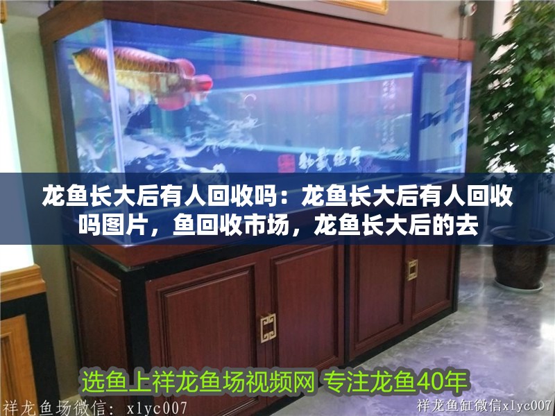 龍魚長大后有人回收嗎：龍魚長大后有人回收嗎圖片，魚回收市場，龍魚長大后的去