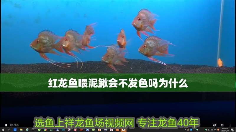 紅龍魚喂泥鰍會(huì)不發(fā)色嗎為什么