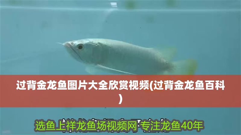 過背金龍魚圖片大全欣賞視頻(過背金龍魚百科)