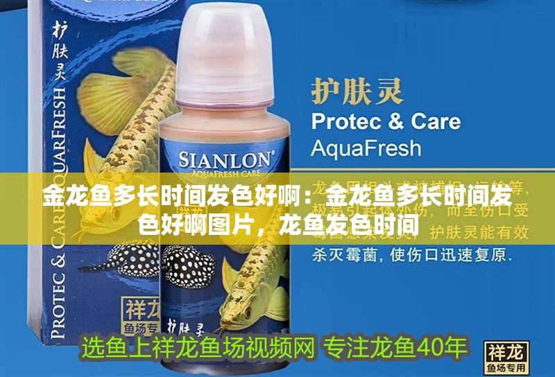 金龍魚多長時間發色好啊：金龍魚多長時間發色好啊圖片，龍魚發色時間