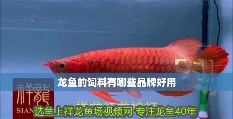龍魚的飼料有哪些品牌好用 龍魚的飼料有哪些品牌好用 龍魚百科 第2張