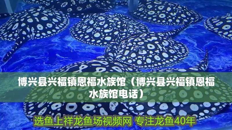 博興縣興福鎮(zhèn)恩福水族館（博興縣興福鎮(zhèn)恩福水族館電話） 博興縣興福鎮(zhèn)恩福水族館（博興縣興福鎮(zhèn)恩福水族館電話） 全國水族館企業(yè)名錄 第2張