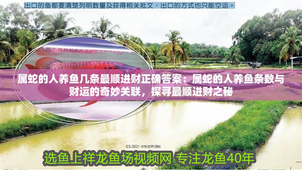 屬蛇的人養(yǎng)魚幾條最順進(jìn)財正確答案：屬蛇的人養(yǎng)魚條數(shù)與財運(yùn)的奇妙關(guān)聯(lián)，探尋最順進(jìn)財之秘