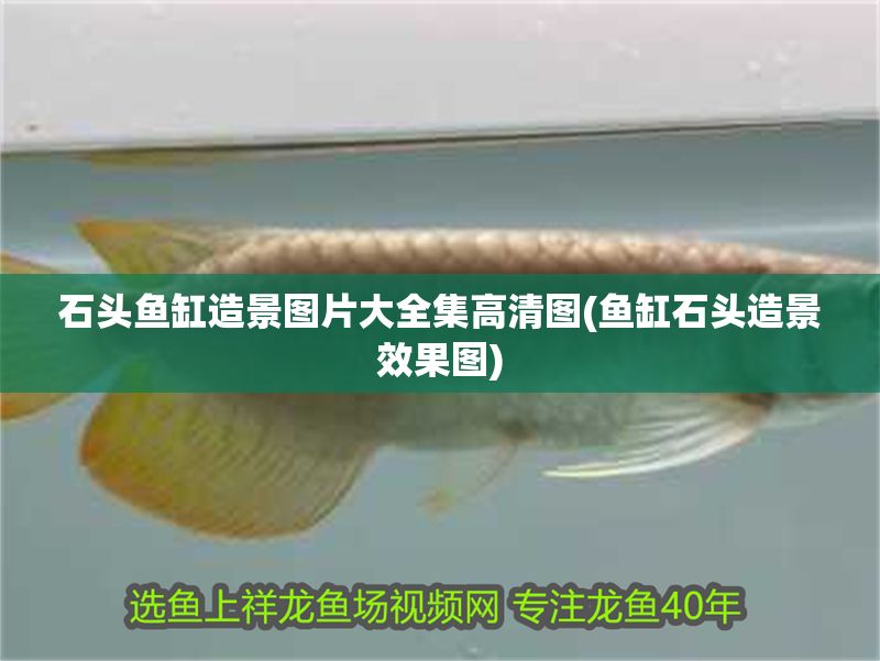 石頭魚缸造景圖片大全集高清圖(魚缸石頭造景效果圖) 石頭魚缸造景圖片大全集高清圖(魚缸石頭造景效果圖) 元寶鳳凰魚百科 第1張