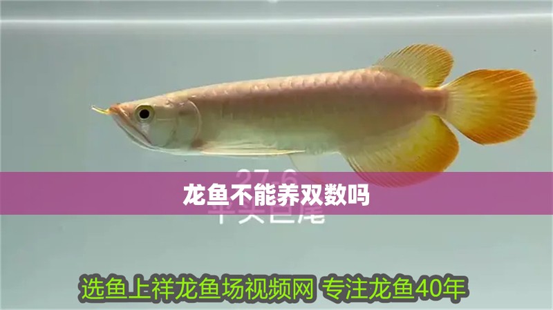 龍魚不能養雙數嗎