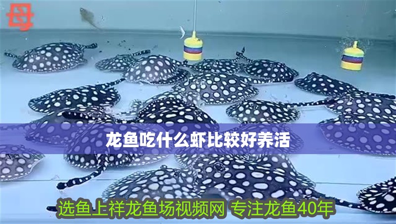 龍魚吃什么蝦比較好養活 龍魚百科 第2張 龍魚吃什么蝦比較好養活 龍魚吃什么蝦比較好養活 龍魚百科 第2張