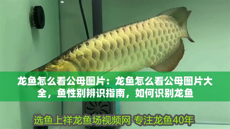 龍魚(yú)怎么看公母圖片：龍魚(yú)怎么看公母圖片大全，魚(yú)性別辨識(shí)指南，如何識(shí)別龍魚(yú)