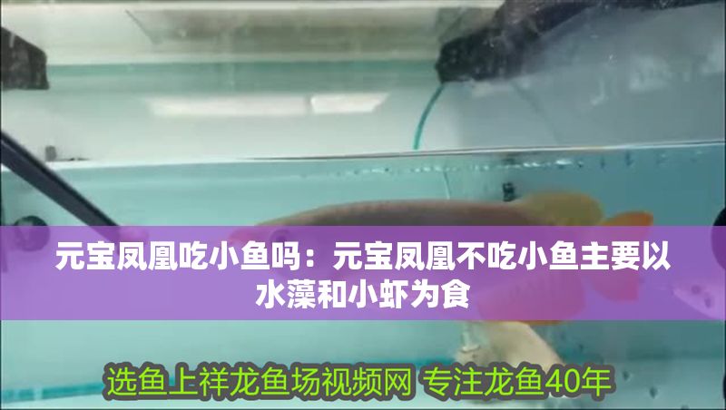 元寶鳳凰吃小魚嗎：元寶鳳凰不吃小魚主要以水藻和小蝦為食 元寶鳳凰吃小魚嗎：元寶鳳凰不吃小魚主要以水藻和小蝦為食 元寶鳳凰魚百科 第2張