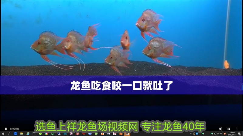 龍魚吃食咬一口就吐了