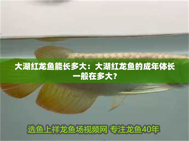 大湖紅龍魚能長多大：大湖紅龍魚的成年體長一般在多大？