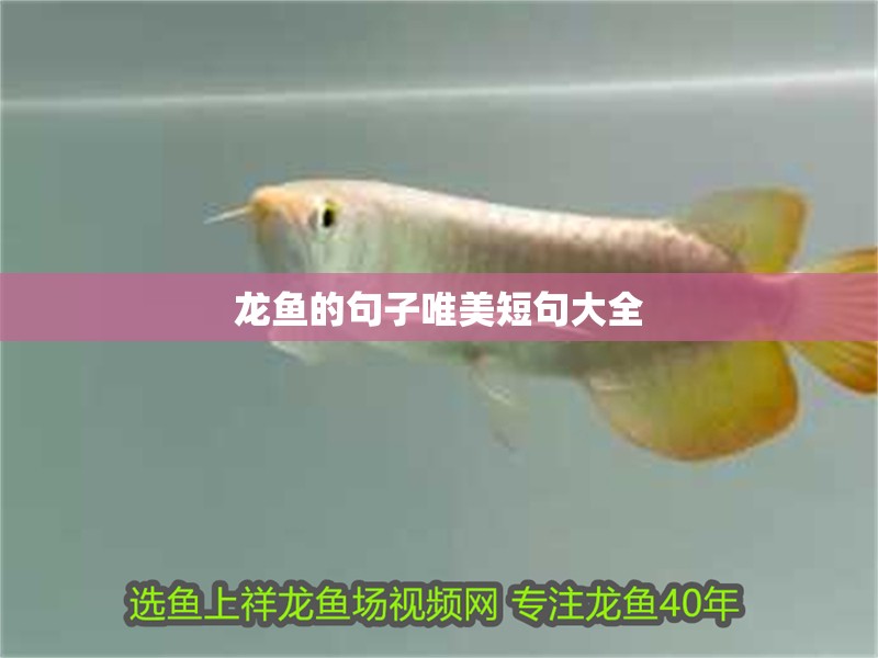 龍魚的句子唯美短句大全