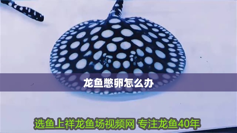 龍魚憋卵怎么辦