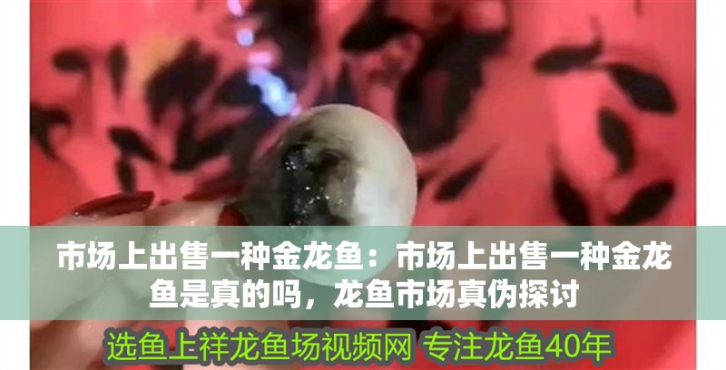 市場上出售一種金龍魚：市場上出售一種金龍魚是真的嗎，龍魚市場真偽探討