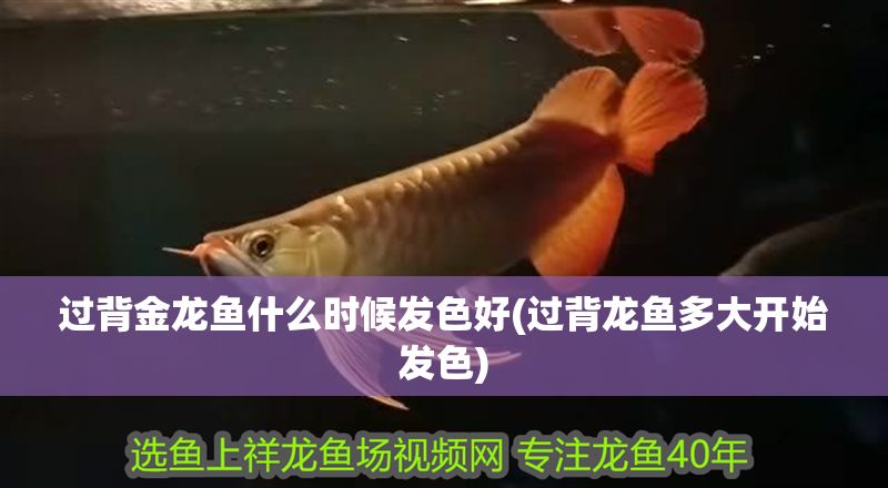 過背金龍魚什么時候發色好(過背龍魚多大開始發色)
