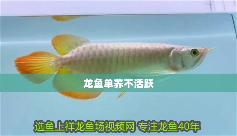 龍魚單養不活躍