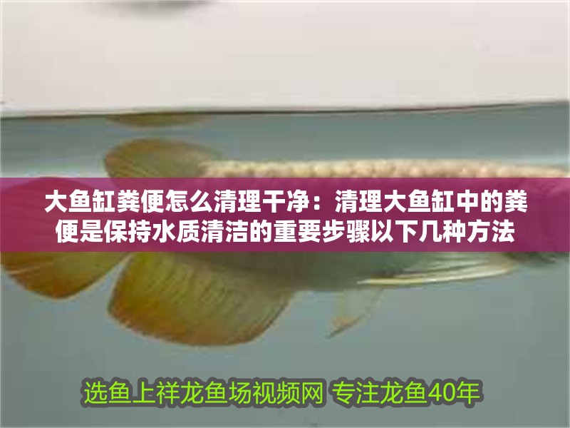 大魚缸糞便怎么清理干凈：清理大魚缸中的糞便是保持水質(zhì)清潔的重要步驟以下幾種方法