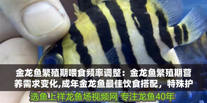 金龍魚繁殖期喂食頻率調整：金龍魚繁殖期營養需求變化,成年金龍魚最佳飲食搭配，特殊護理方法