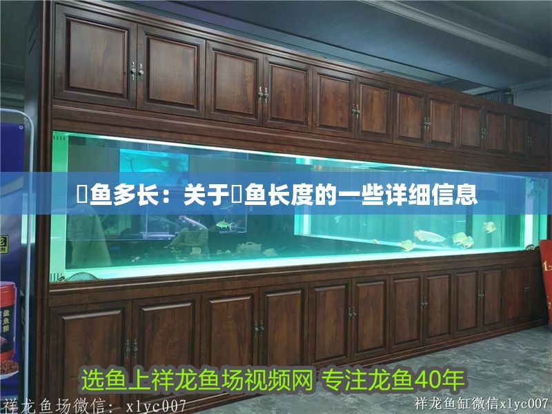 魟魚多長(zhǎng)：關(guān)于魟魚長(zhǎng)度的一些詳細(xì)信息