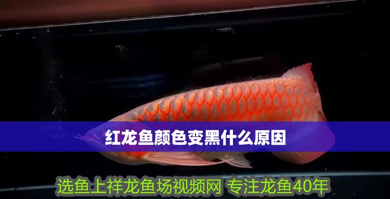 紅龍魚顏色變黑什么原因