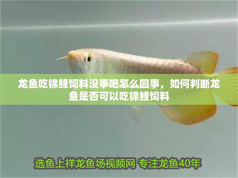 龍魚吃錦鯉飼料沒事吧怎么回事，如何判斷龍魚是否可以吃錦鯉飼料