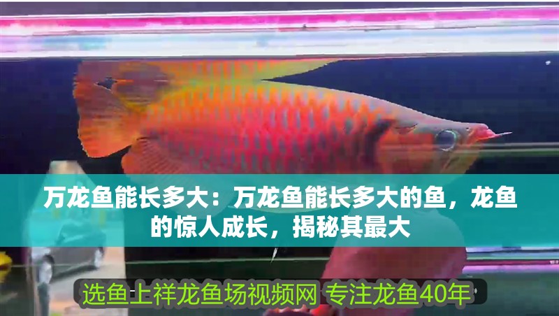 萬龍魚能長多大：萬龍魚能長多大的魚，龍魚的驚人成長，揭秘其最大