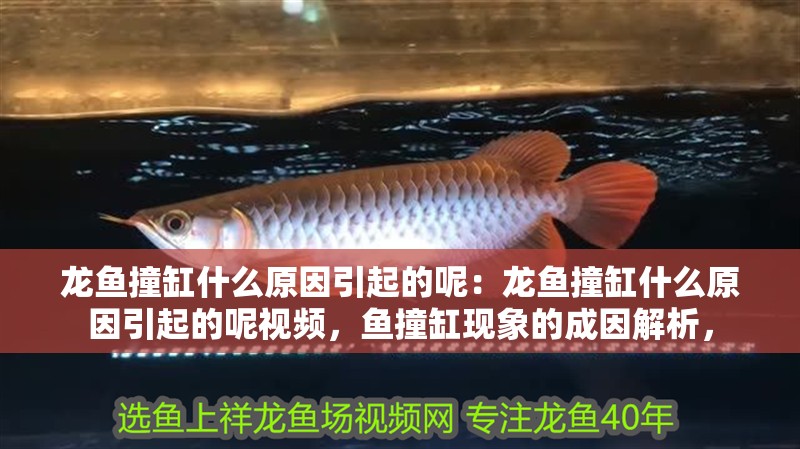 龍魚撞缸什么原因引起的呢：龍魚撞缸什么原因引起的呢視頻，魚撞缸現象的成因解析，