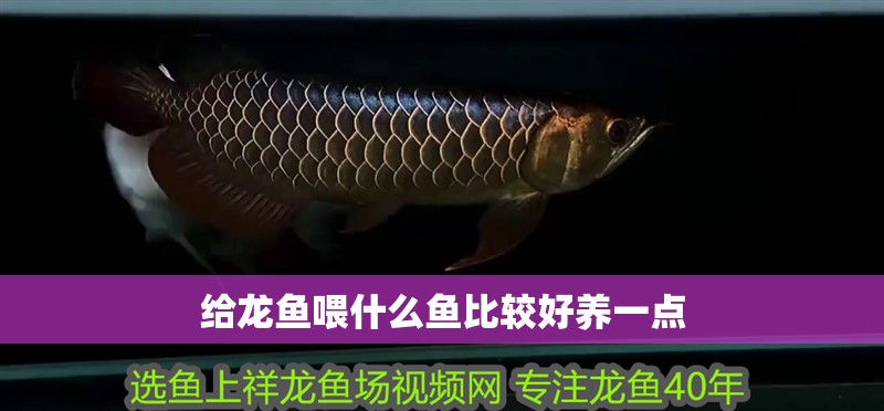 給龍魚喂什么魚比較好養一點
