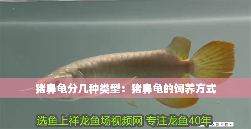 豬鼻龜分幾種類型：豬鼻龜?shù)娘曫B(yǎng)方式