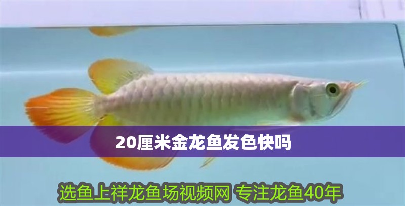20厘米金龍魚發色快嗎