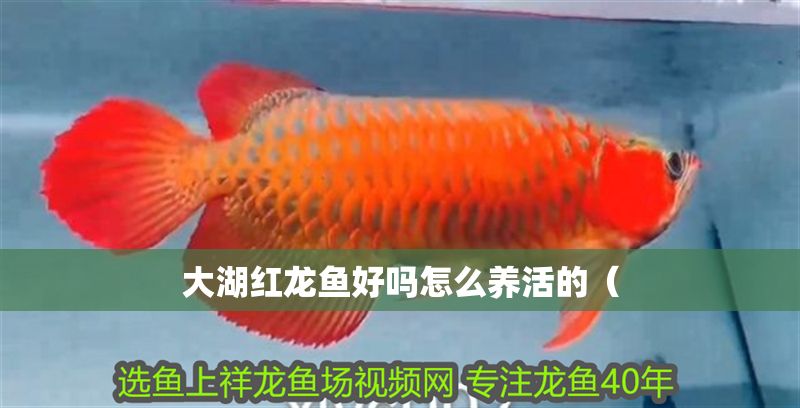 大湖紅龍魚(yú)好嗎怎么養(yǎng)活的（