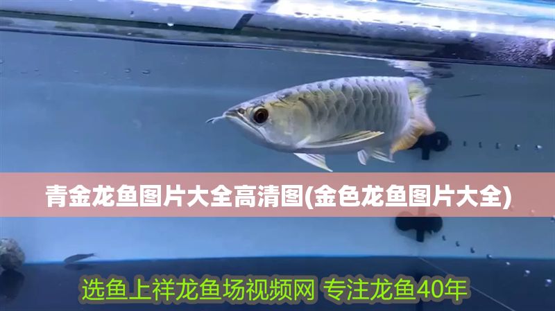 青金龍魚圖片大全高清圖(金色龍魚圖片大全)