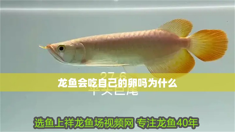 龍魚會吃自己的卵嗎為什么