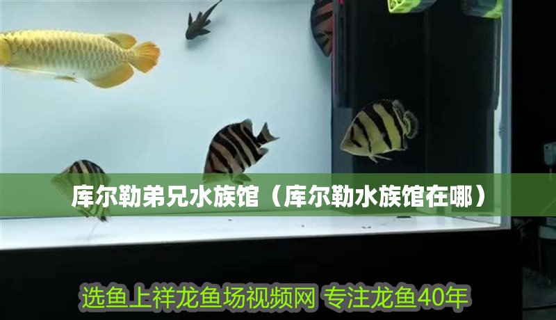 庫爾勒弟兄水族館（庫爾勒水族館在哪）