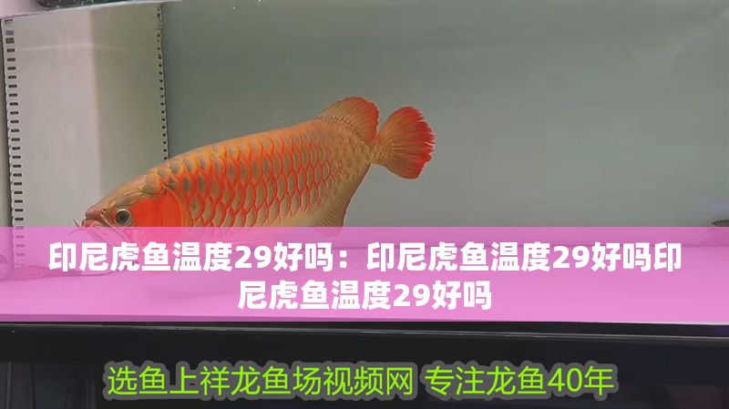 印尼虎魚溫度29好嗎：印尼虎魚溫度29好嗎印尼虎魚溫度29好嗎