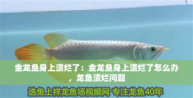 金龍魚身上潰爛了：金龍魚身上潰爛了怎么辦，龍魚潰爛問題