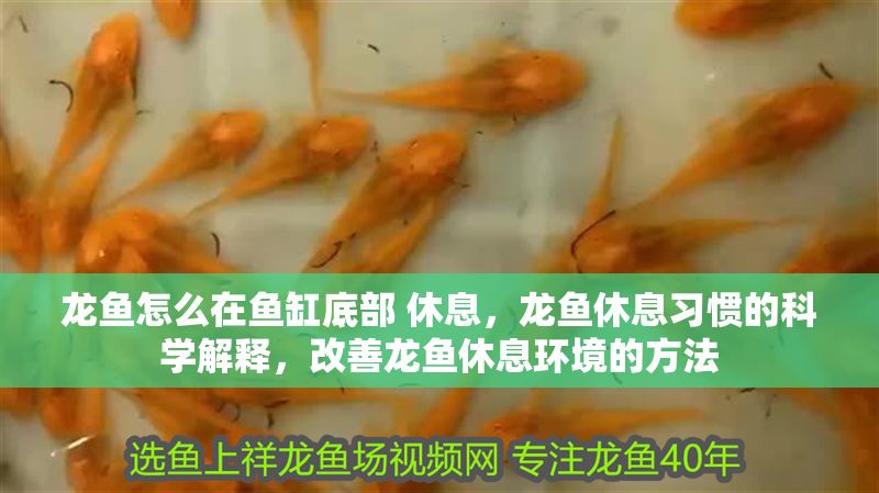 龍魚怎么在魚缸底部 休息，龍魚休息習慣的科學解釋，改善龍魚休息環境的方法