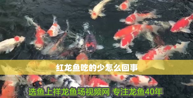 紅龍魚吃的少怎么回事