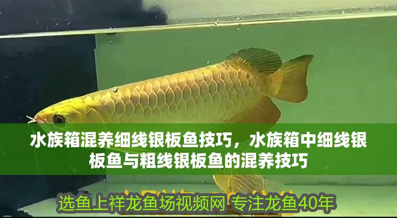 水族箱混養細線銀板魚技巧，水族箱中細線銀板魚與粗線銀板魚的混養技巧