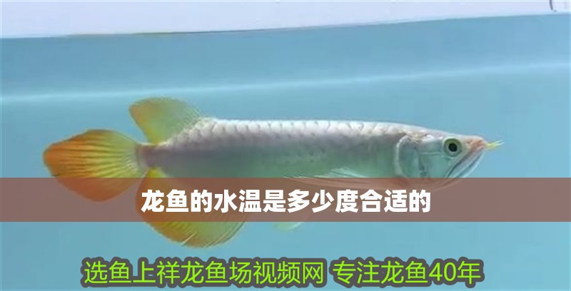 龍魚的水溫是多少度合適的
