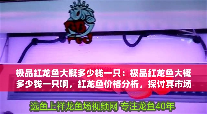 極品紅龍魚大概多少錢一只：極品紅龍魚大概多少錢一只啊，紅龍魚價格分析，探討其市場