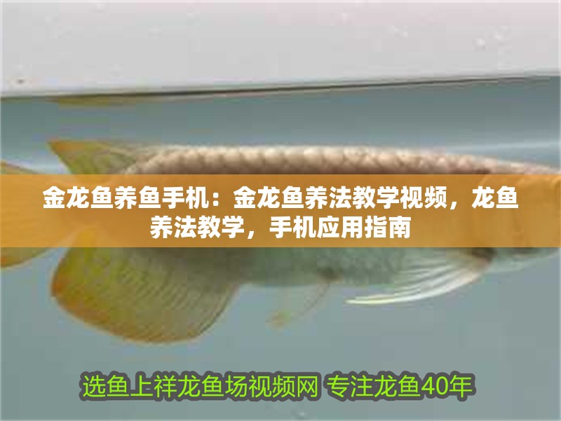 金龍魚養(yǎng)魚手機(jī)：金龍魚養(yǎng)法教學(xué)視頻，龍魚養(yǎng)法教學(xué)，手機(jī)應(yīng)用指南