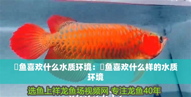 魟魚喜歡什么水質(zhì)環(huán)境：魟魚喜歡什么樣的水質(zhì)環(huán)境