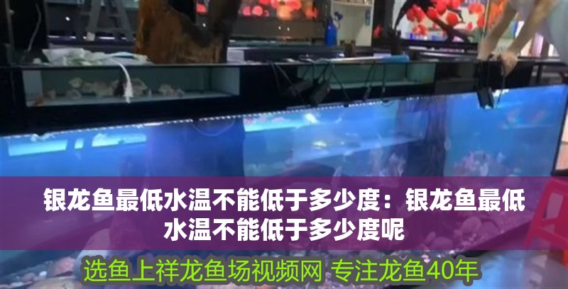 銀龍魚最低水溫不能低于多少度：銀龍魚最低水溫不能低于多少度呢