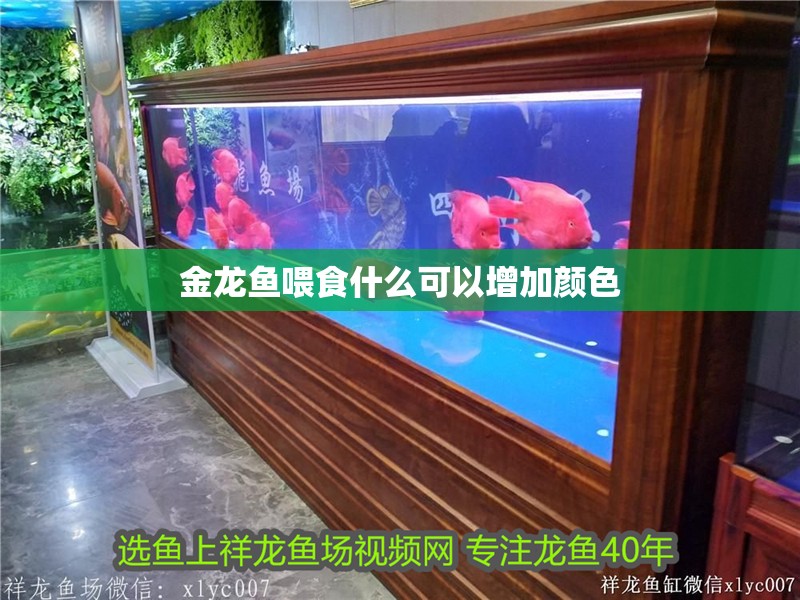 金龍魚喂食什么可以增加顏色