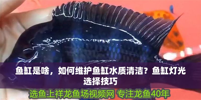魚缸是啥，如何維護魚缸水質清潔？魚缸燈光選擇技巧