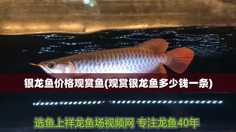 銀龍魚價格觀賞魚(觀賞銀龍魚多少錢一條)