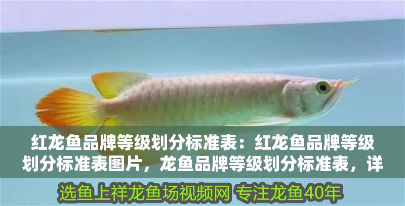 紅龍魚品牌等級劃分標準表：紅龍魚品牌等級劃分標準表圖片，龍魚品牌等級劃分標準表，詳細