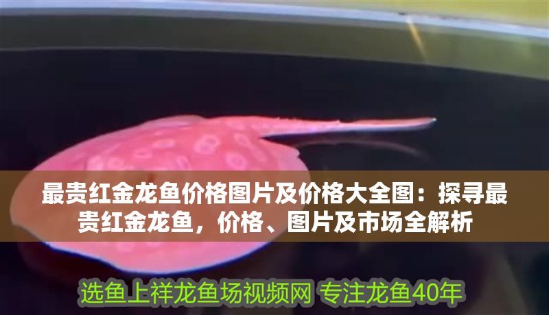 最貴紅金龍魚價格圖片及價格大全圖：探尋最貴紅金龍魚，價格、圖片及市場全解析