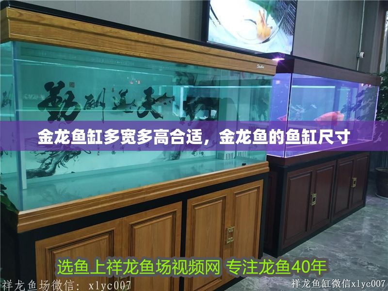 金龍魚缸多寬多高合適，金龍魚的魚缸尺寸